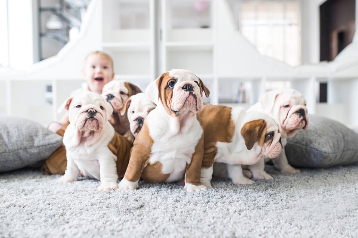 Pets on Carpet