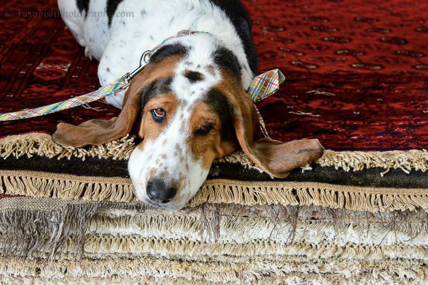 Dog on Rug