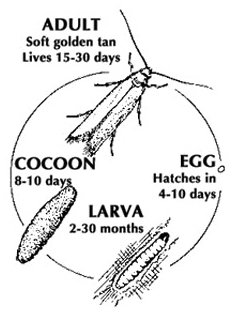 Moth Life Cycle